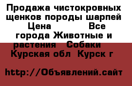 Продажа чистокровных щенков породы шарпей › Цена ­ 8 000 - Все города Животные и растения » Собаки   . Курская обл.,Курск г.